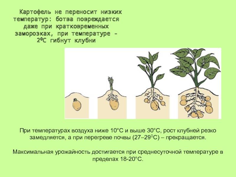 Выращивание картофеля по методу кизимы: описание, посадка, уход, отзывы, фото