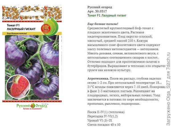 Томат "лазурный гигант f1": описание и особенности выращивания сорта