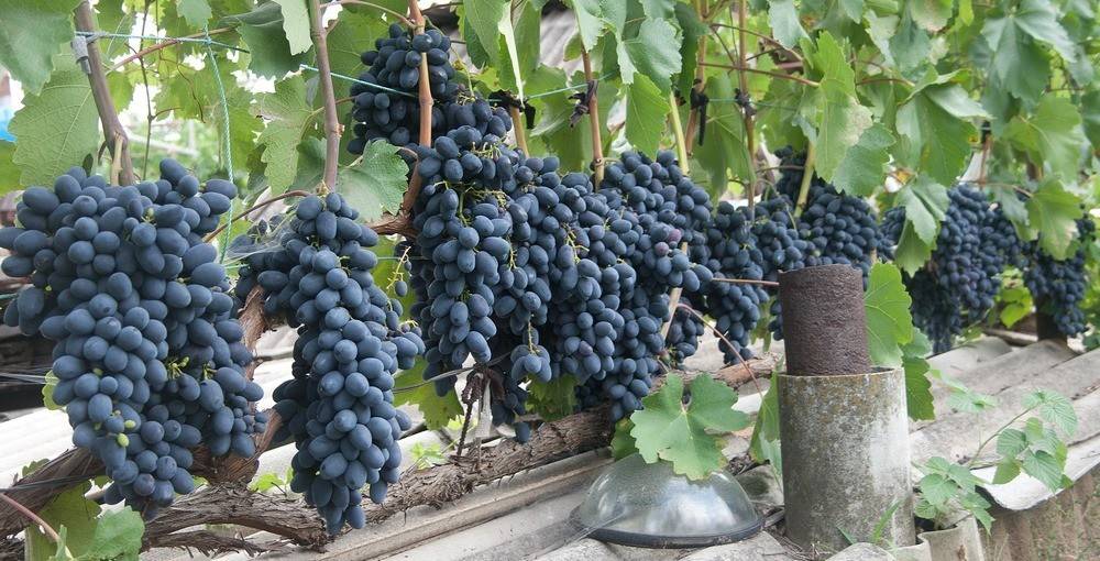 Виноград надежда азос: описание сорта, фото, отзывы | qlumba.com