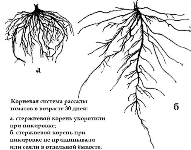 Корневая система огурца: глубина, расположение, размер. как укрепить корневую систему огурцов. выращивание огурцов