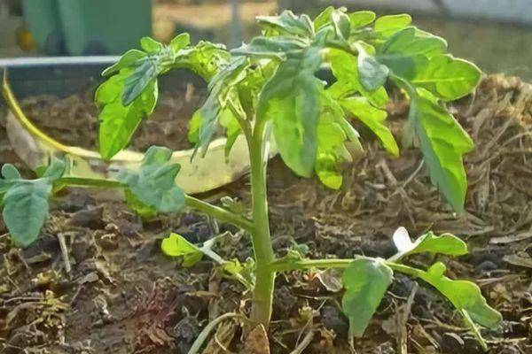 Описание раннеспелого гибридного томата капитан f1 и агротехника выращивания
