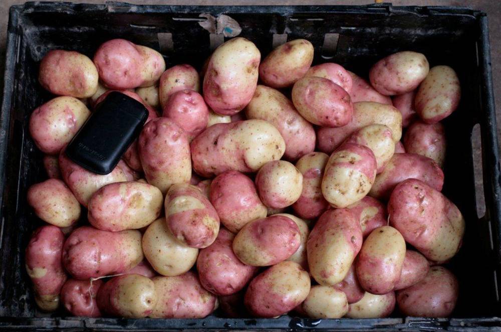 Сорт картофеля иван да марья: фото, отзывы, описание, характеристики.