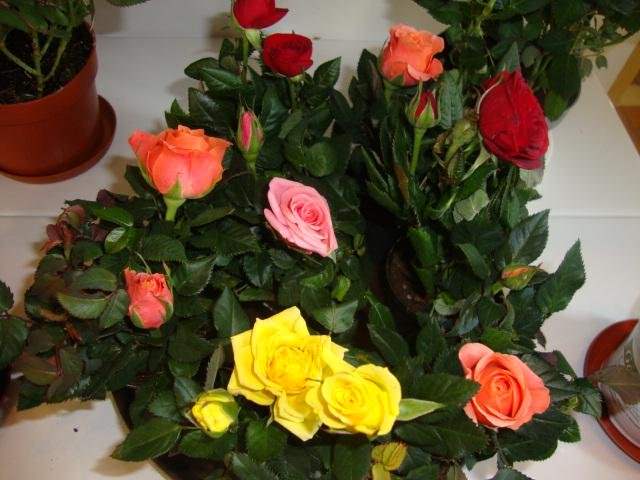Роза кордана микс - можно ли ее высаживать в открытый грунт осенью, весной, правила ухода