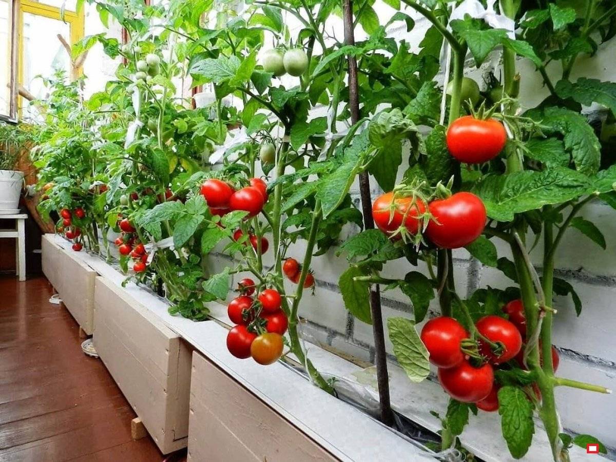 Помидоры на балконе: выбор сорта и пошаговая инструкция по выращиванию