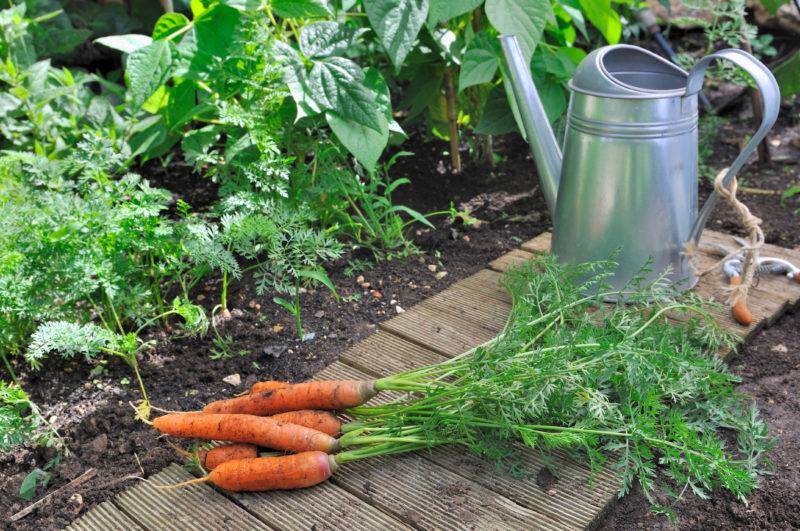 7 секретов выращивания моркови в открытом грунте