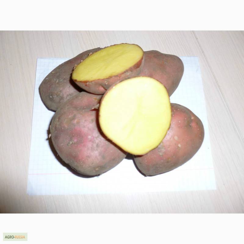 Сорт картофеля зекура: фото, отзывы, описание, характеристики.
