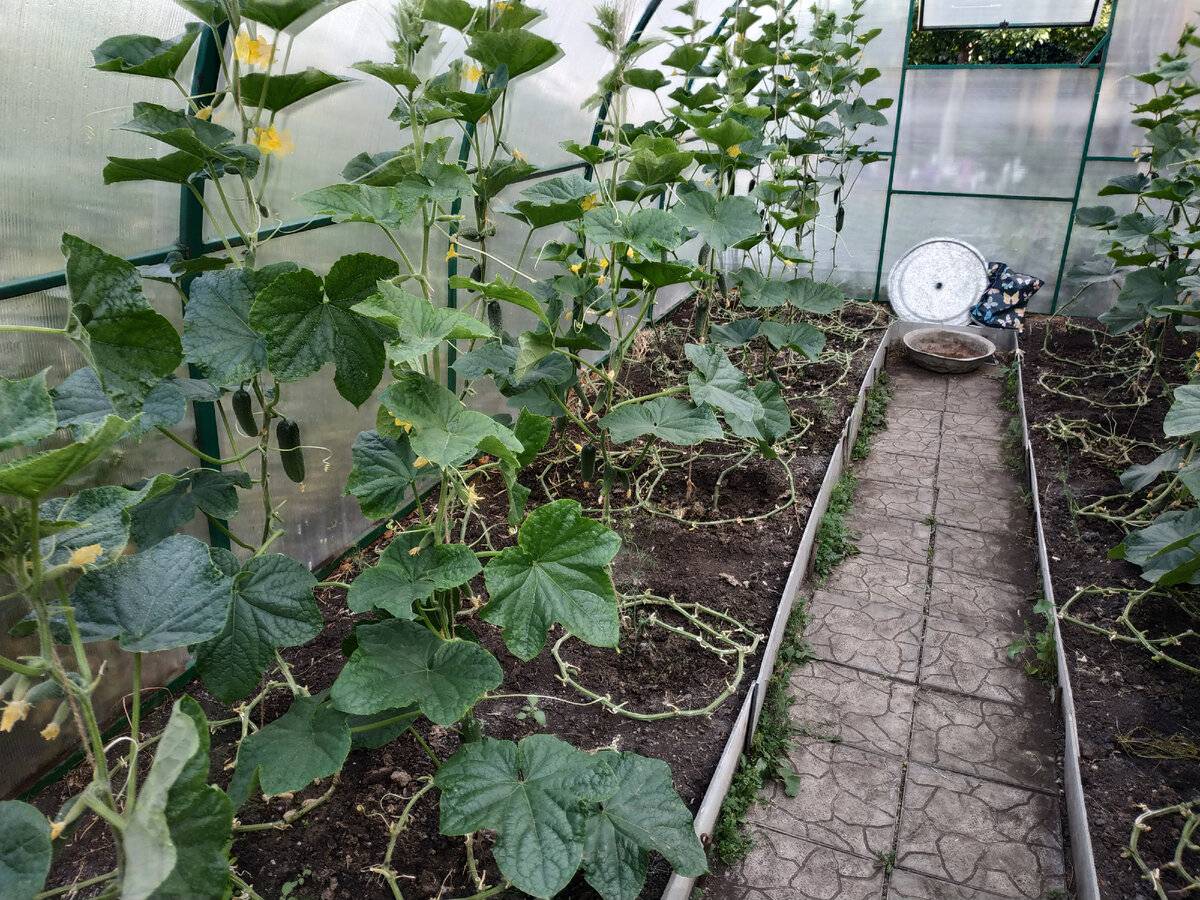 Выращивание огурцов в теплице в подмосковье в 2020 году: когда сеять и высаживать рассаду, лучшие сорта