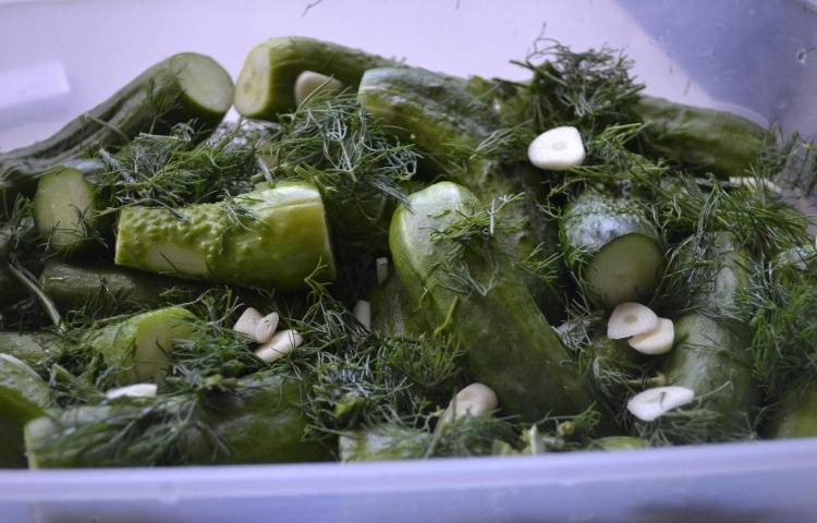 Малосольные огурцы - 7 рецептов быстрого приготовления с чесноком и зеленью
