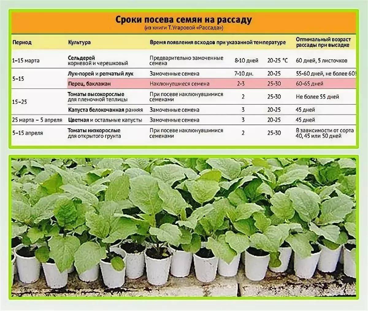 Выращивание огурцов в ленинградской области: сорта, когда сажать, отзывы