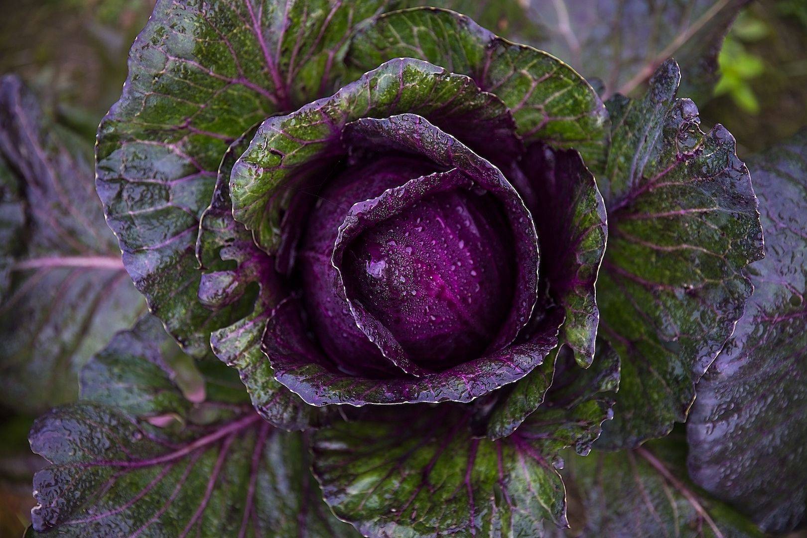 Сорта краснокочанной капусты: с описанием, фото, характеристиками и агротехникой