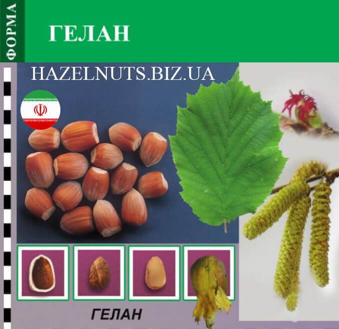Фундук трапезунд: описание, посадка, выращивание - сибирский сад