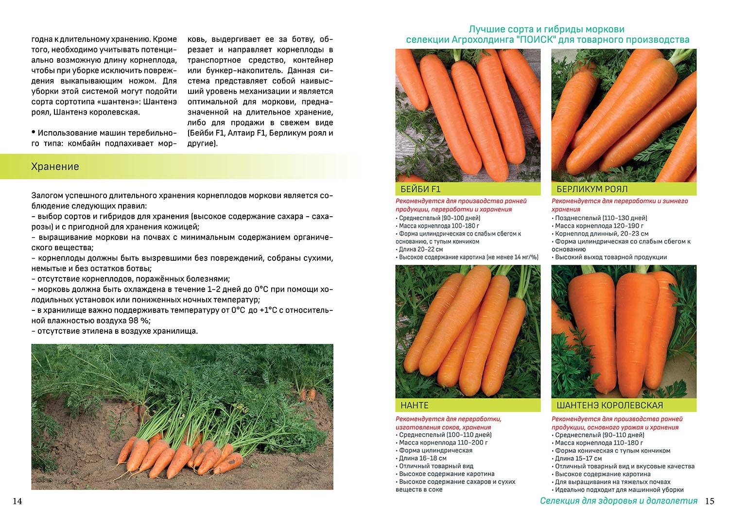 ✅ технология выращивания моркови в открытом грунте