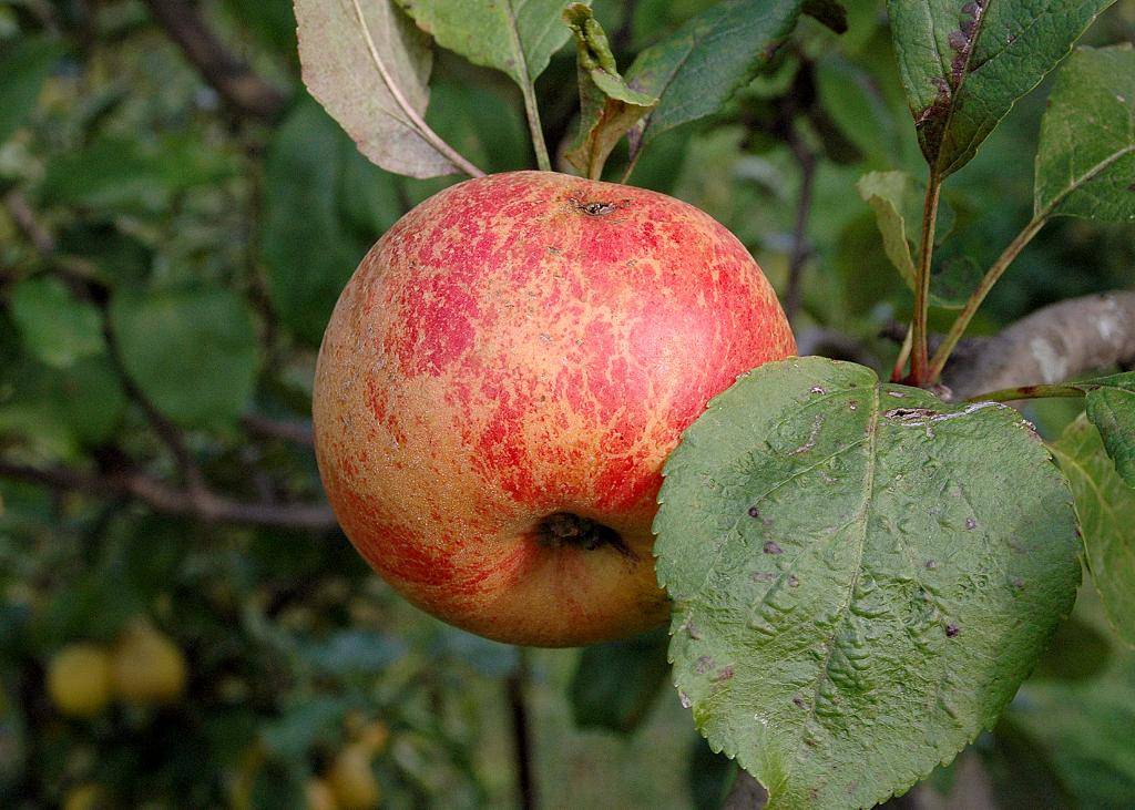 Яблоня коричное полосатое - описание, сорт +фото