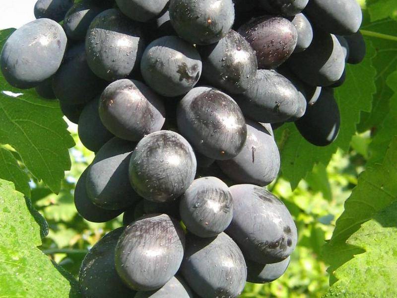 Популярный сорт с ранним созреванием ягод — виноград «муромец»