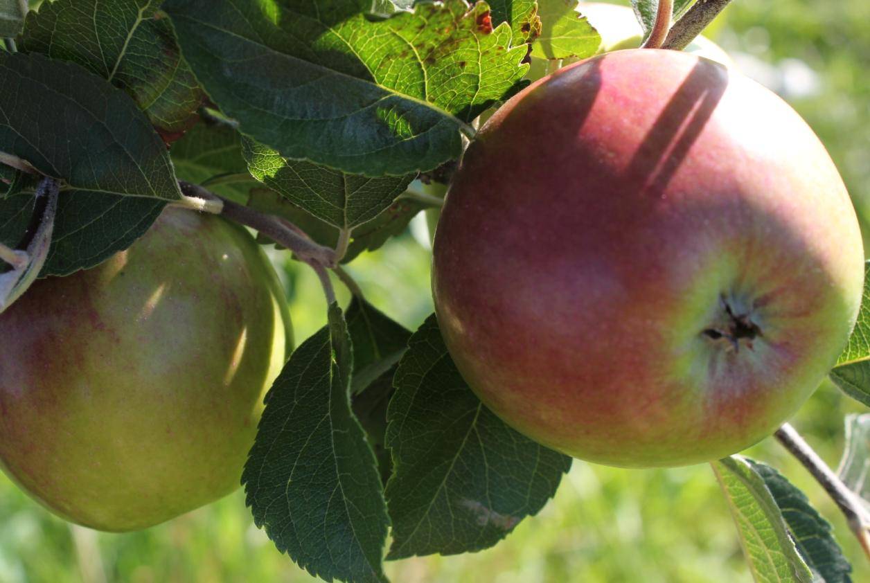 Кто имеет опыт выращивания колоновидных яблонь? стоит ли сажать их или лучше обычные?