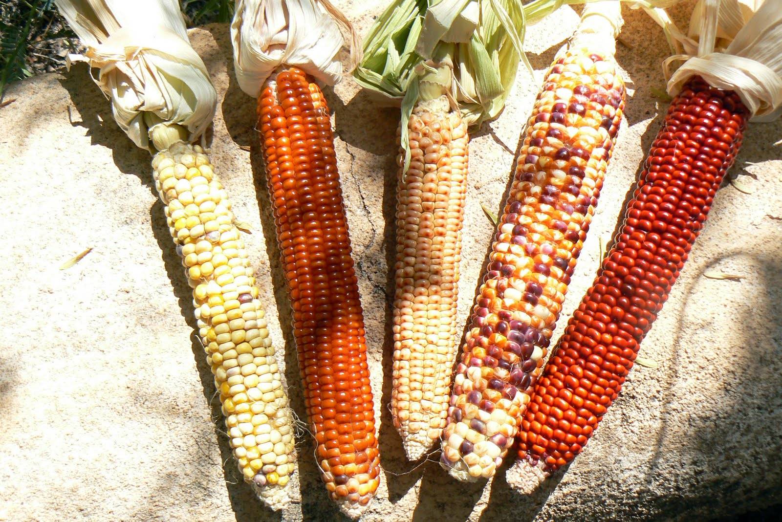 Что такое декоративная кукуруза?