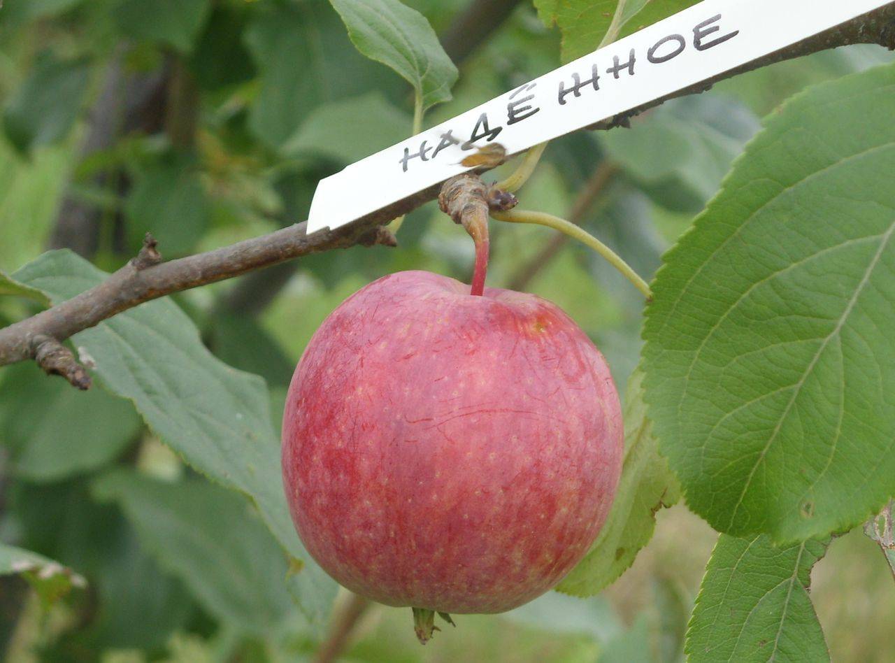 Сорта яблони мантет фото и описание сорта