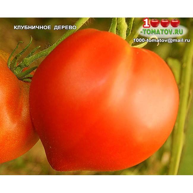 Описание, характеристика, посев на рассаду, подкормка, урожайность, фото, видео и самые распространенные болезни томатов сорта «клубничное дерево»