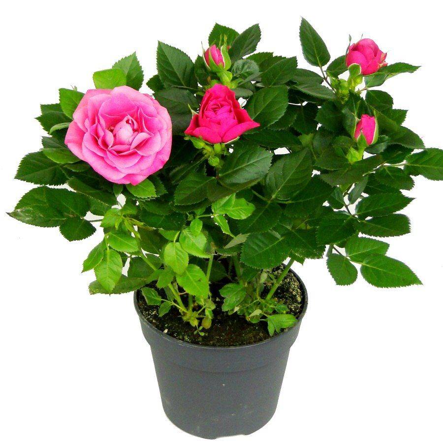 Комнатные розы – популярные сорта и уход