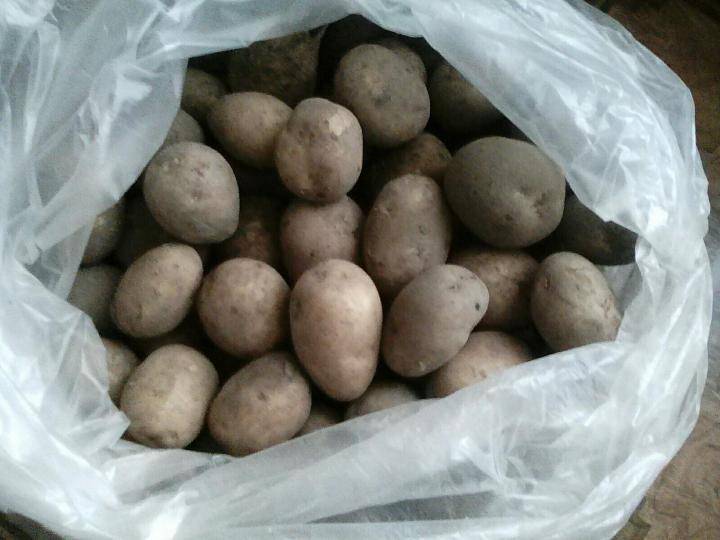 ᐉ сорт картофеля «киви» – описание и фото - roza-zanoza.ru