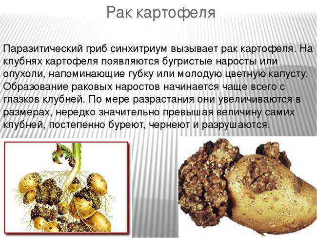 Рак картофеля | справочник пестициды.ru