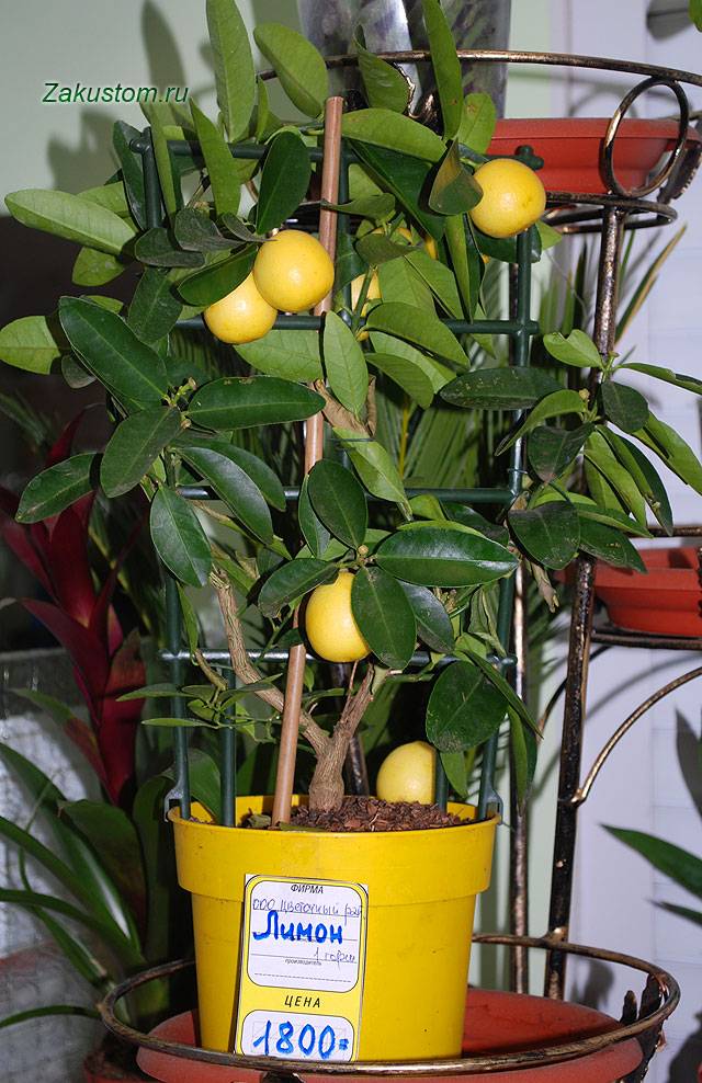 Комнатный лимон: советы по уходу и выращиванию в домашних условиях