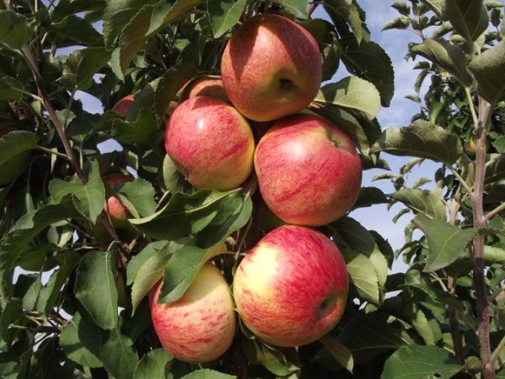 Яблоня останкино: особенности сорта и ухода