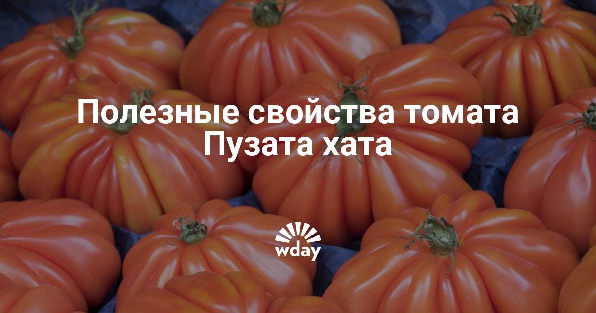 Пузата хата помидоры описание сорта отзывы садоводов. Сорт томата Пузата хата. Семена томат Пузата хата.
