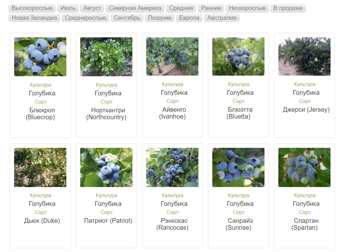 Голубика «дюк»: описание сорта и рекомендации по выращиванию