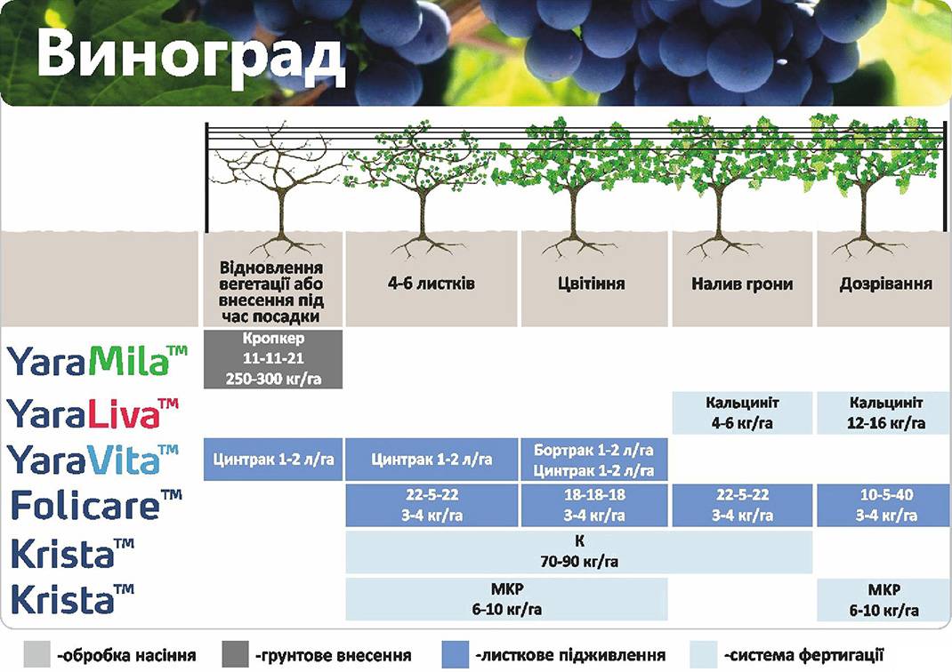 Виноград "софия": описание сорта с фото и видео