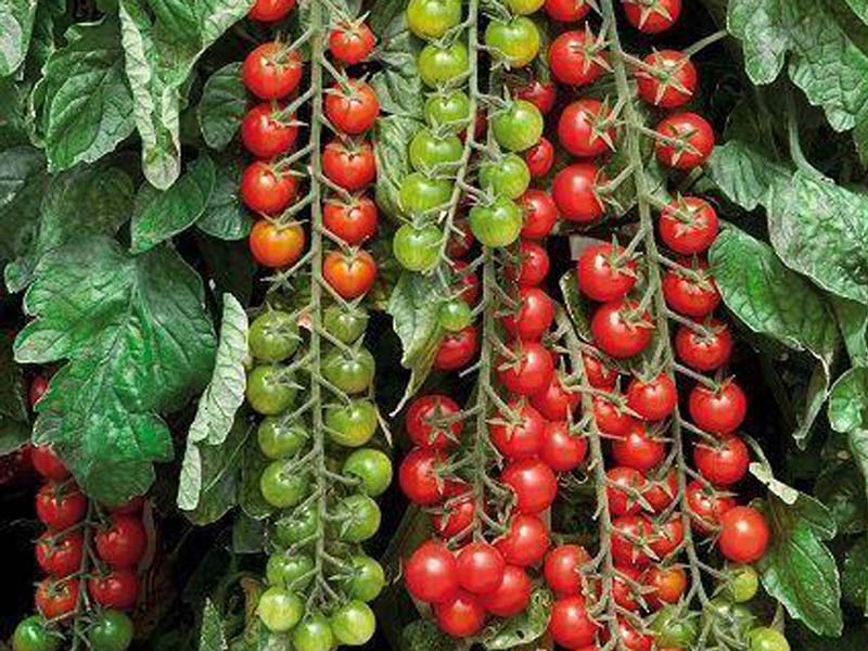 Помидоры рапунцель: характеристика и описание сорта, урожайность с фото
