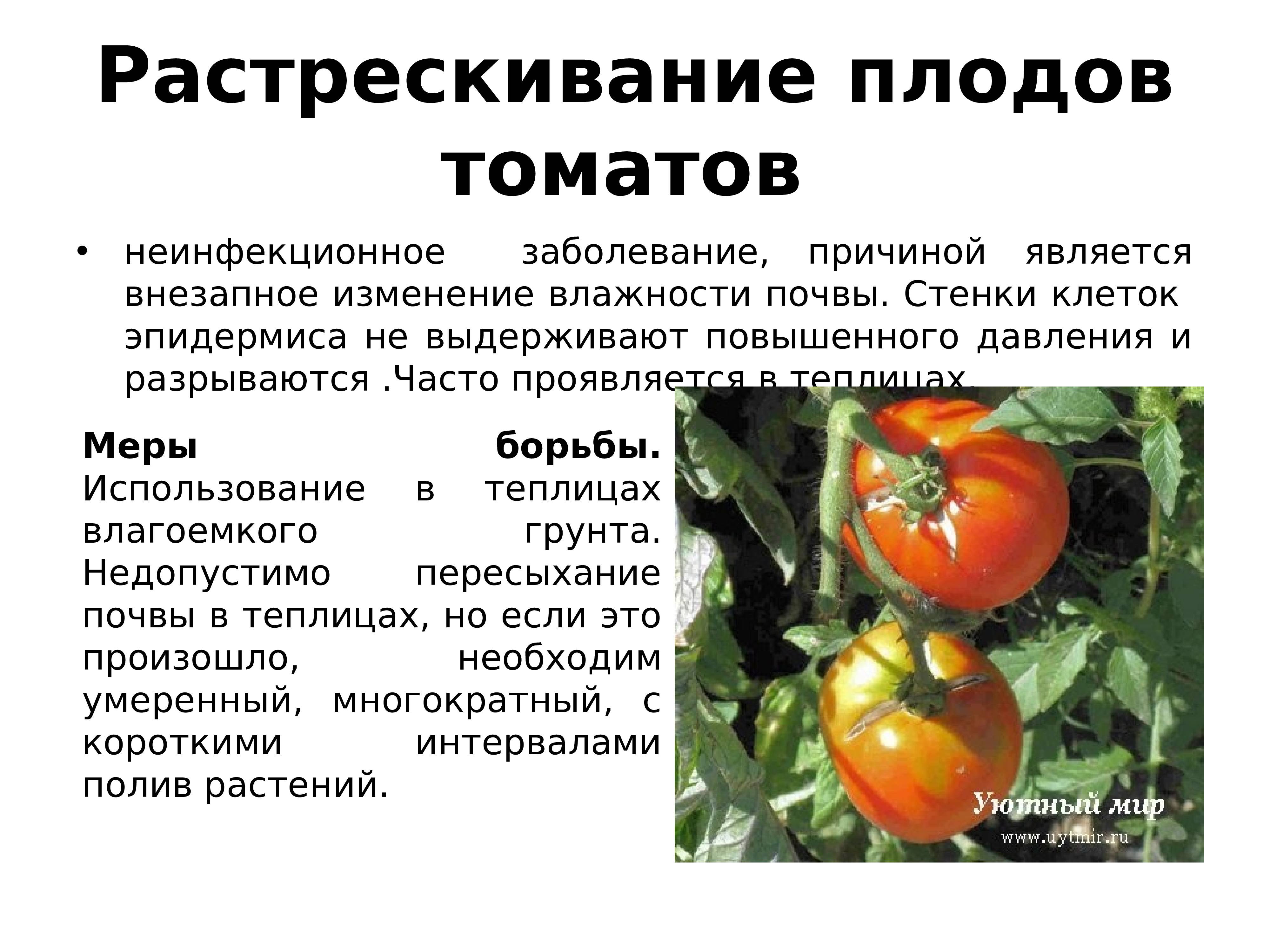 Как вырастить в ведрах помидор