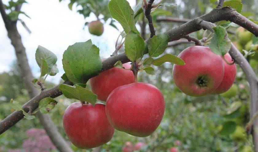 О яблоне благая весть: описание и характеристики сорта, посадка и уход