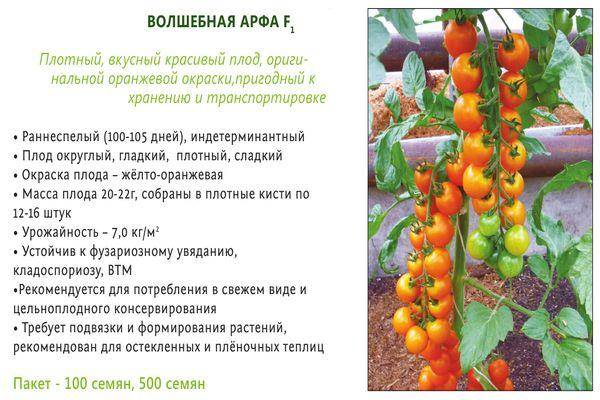 Выращивание сорта томатов сибирский скороспелый: описание и характеристики