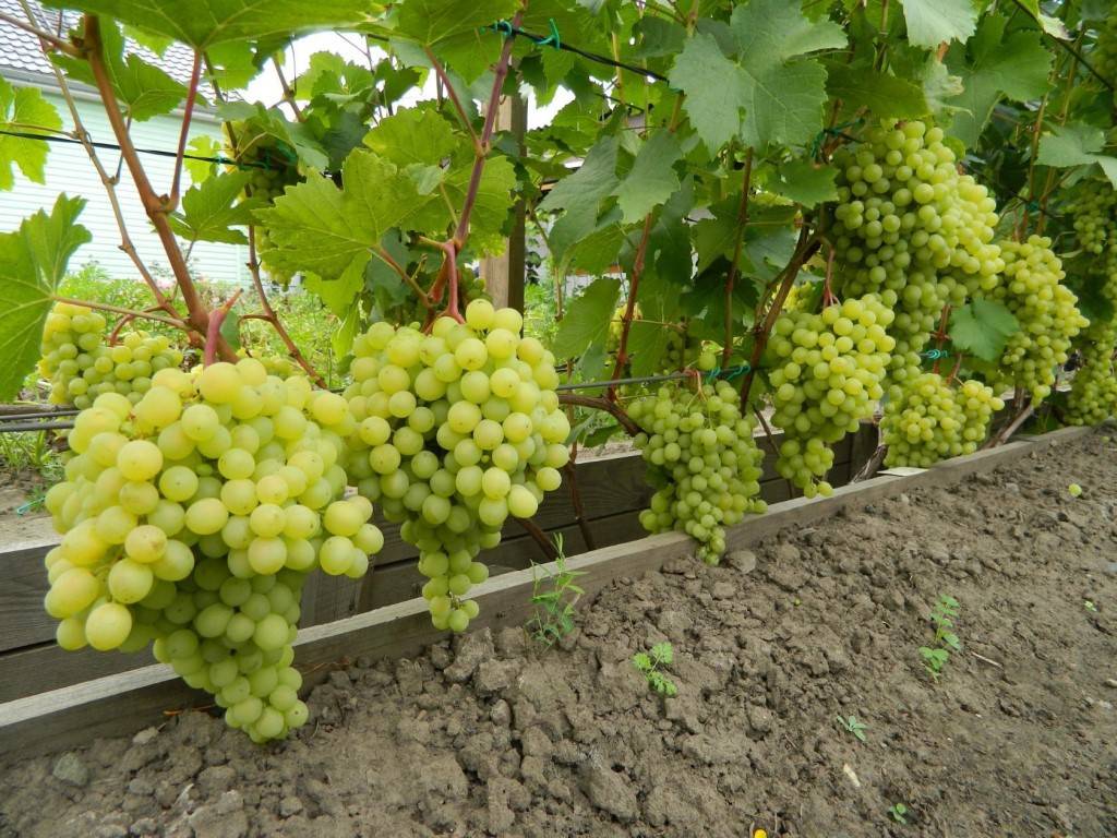 Сорт винограда сфинкс: что нужно знать о нем, описание сорта, отзывы