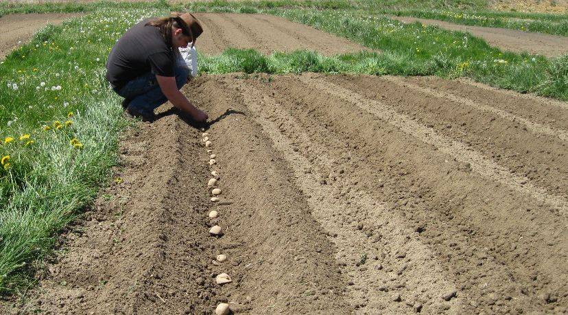 Выращивание картофеля по митлайдеру: правила посадки и ухода, ошибки метода, видео