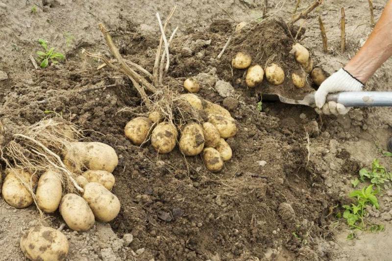 Когда копать картошку и как понять, что картофель созрел