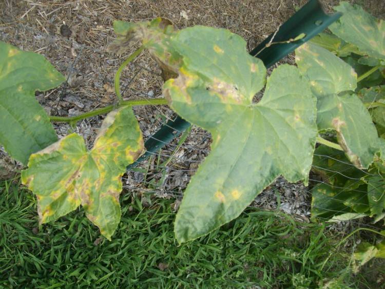 Почему желтеют листья кабачков в открытом грунте: как и чем лечить