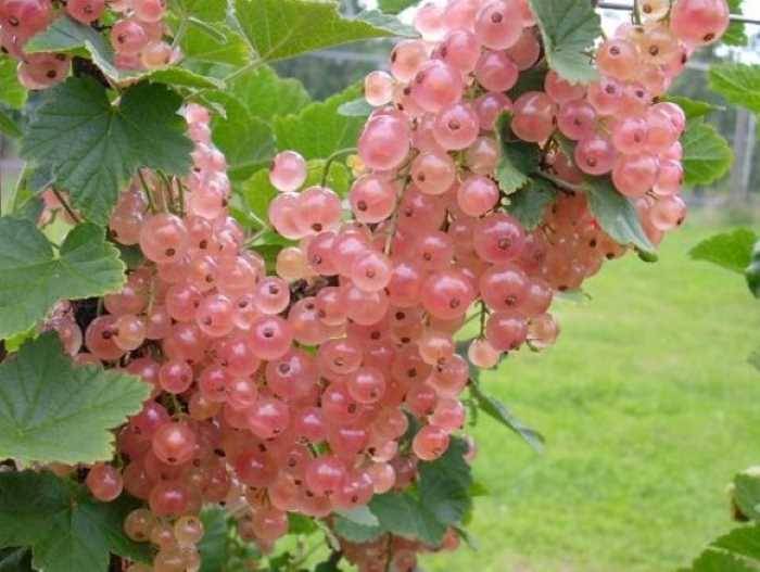 Описание розовых сортов смородины, особенности посадки и ухода