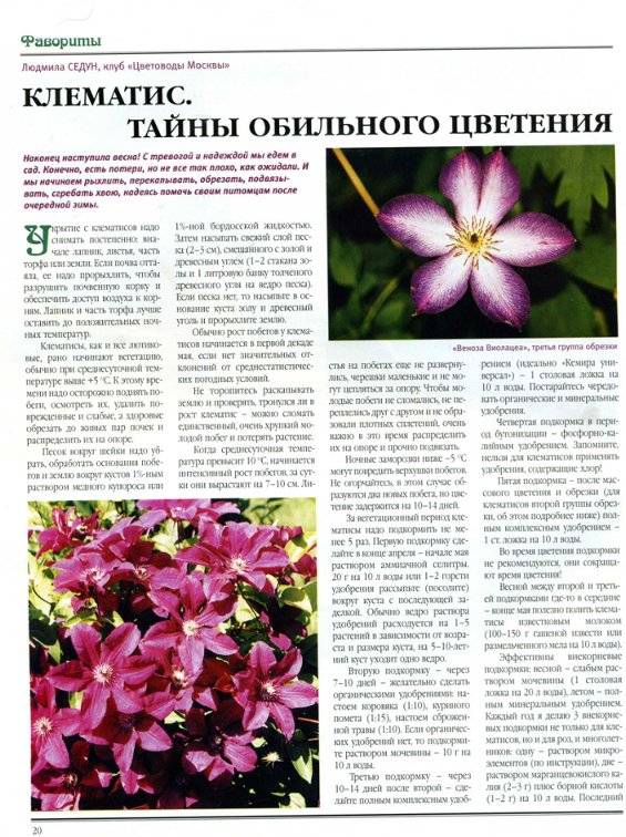 Подкормка клематиса летом для обильного цветения: правила selo.guru — интернет портал о сельском хозяйстве