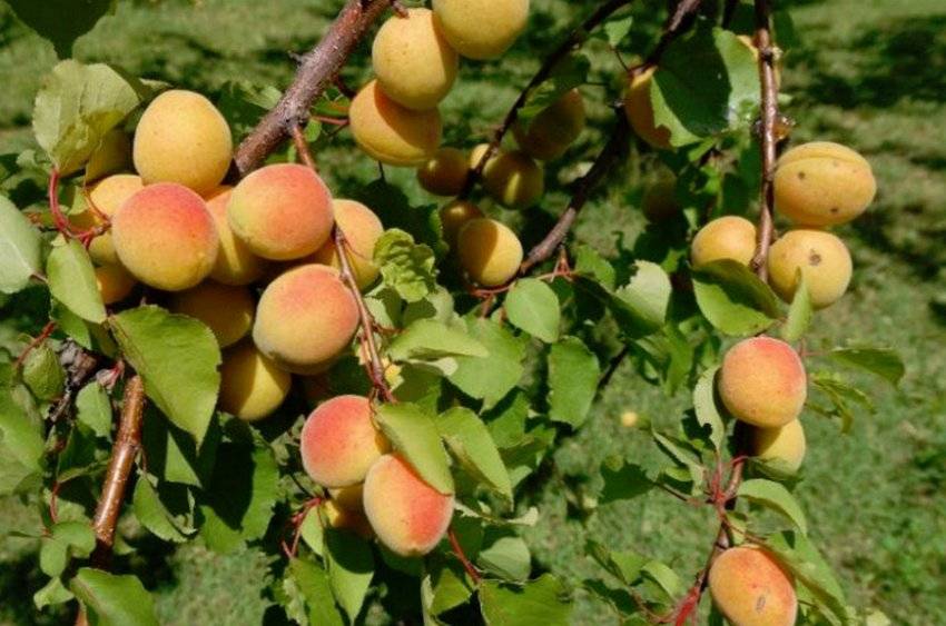 Колоновидный абрикос для урала. выращивание абрикосов на урале в открытом грунте, описание зимостойких сортов и уход