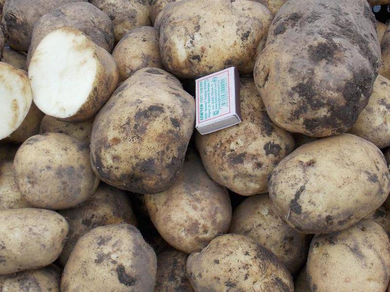 Картофель голубизна: описание сорта, достоинства и недостатки