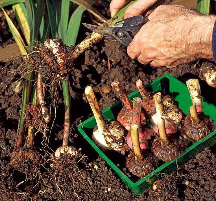 Когда выкапывать гладиолусы осенью на зиму после цветения и как правильно хранить? обязательно ли выкапывать луковицы гладиолусов на зиму, что будет, если их не выкапывать? какие гладиолусы не нужно в
