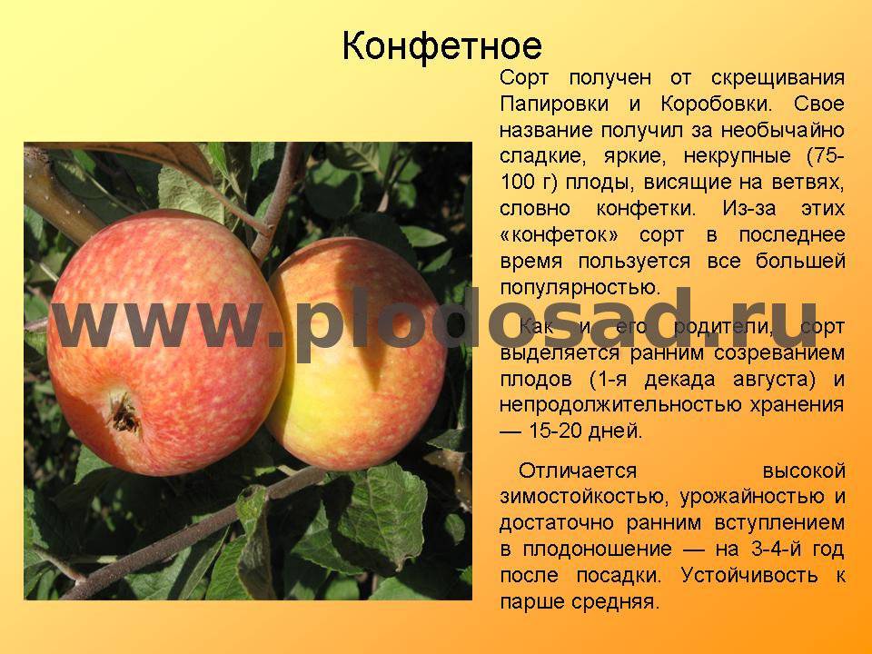 Сорт яблони конфетное: описание, фото, отзывы