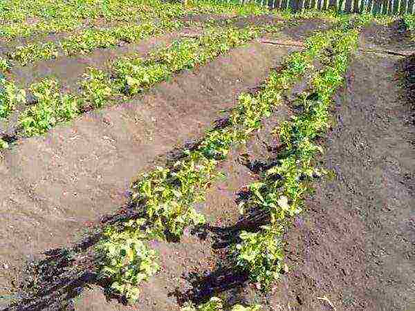 Правила выращивания картофеля по методу митлайдера
