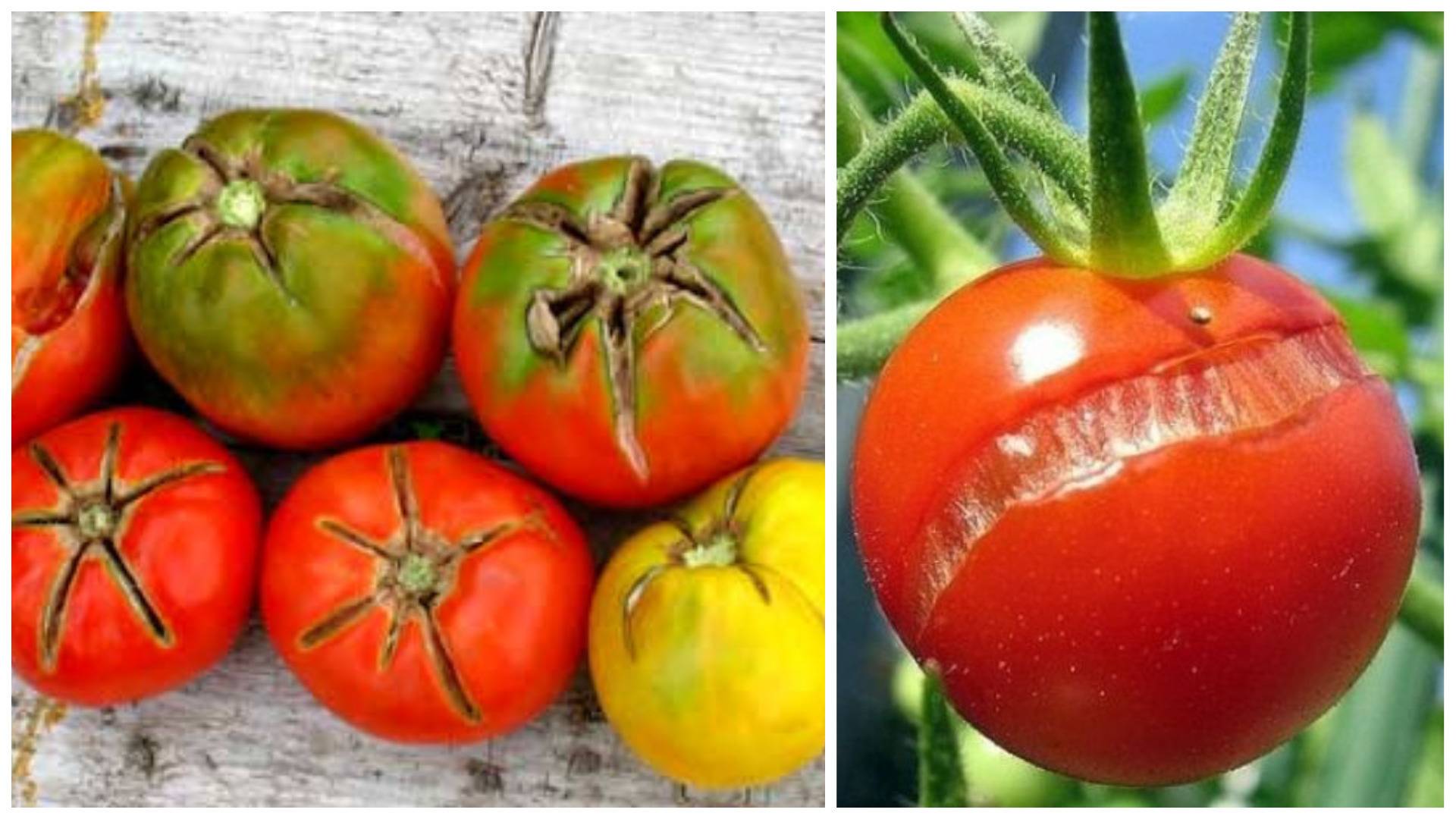Лопаются и трескаются помидоры в теплице, что делать?