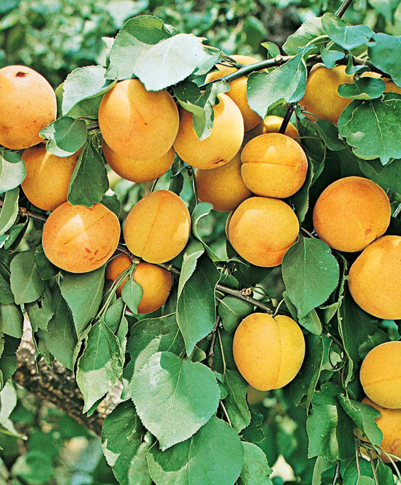 Описание абрикоса сорта мелитопольский и технология выращивания