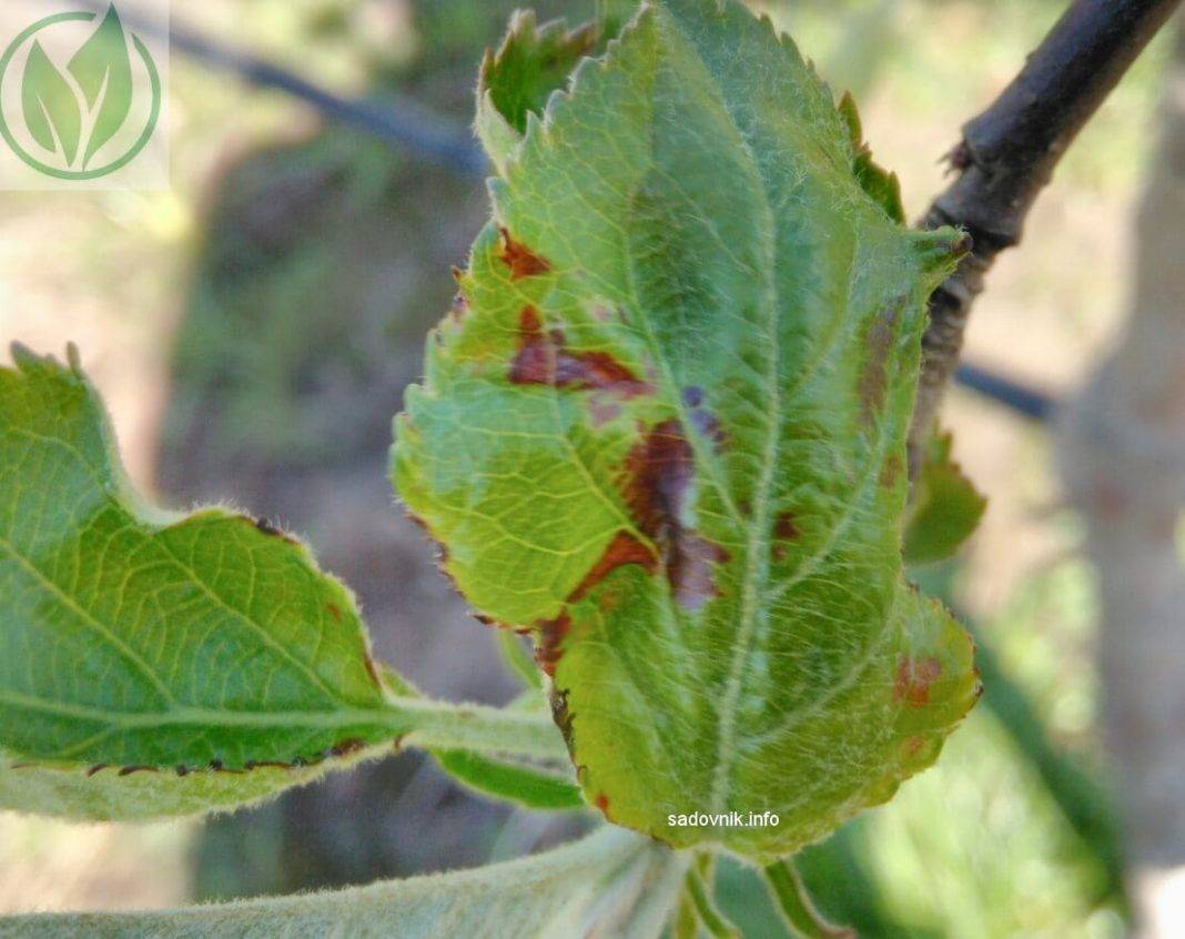 Коричневые пятна на листьях яблони: как лечить деревья
