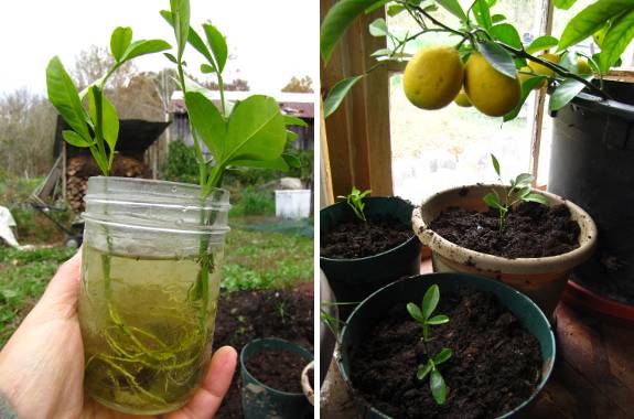 Размножение лимона черенками в домашних условиях: как укоренить и вырастить