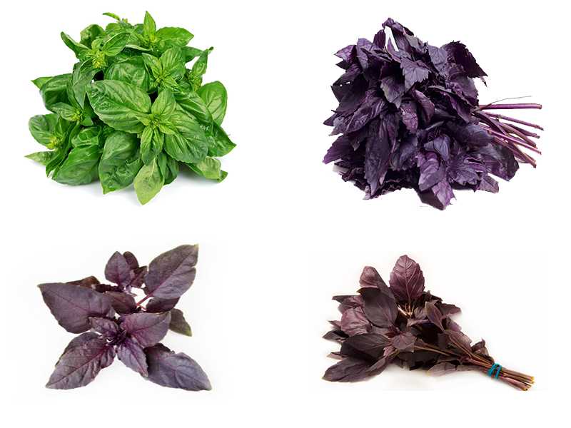 Базилик фиолетовый: польза, сорта с описанием, выращивание